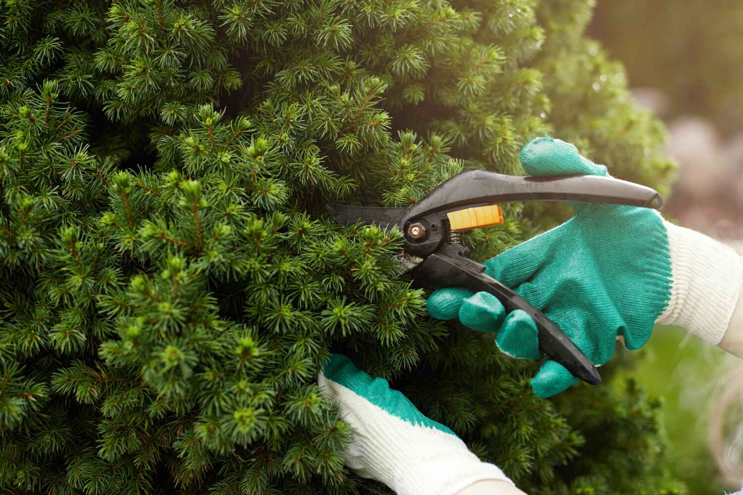 Tree Branch Trimming in Steelville, MO